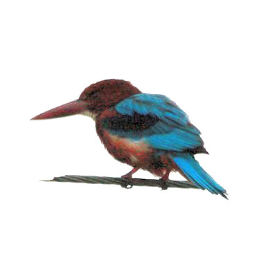 Kingfisher India